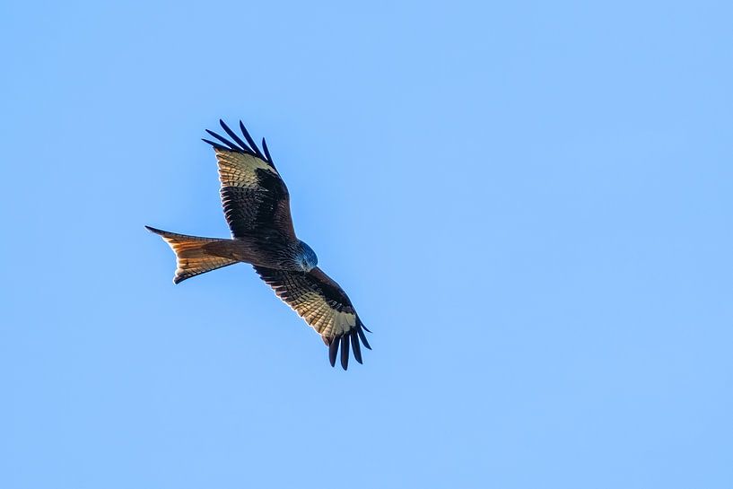 Rotmilan von Joke Beers-Blom