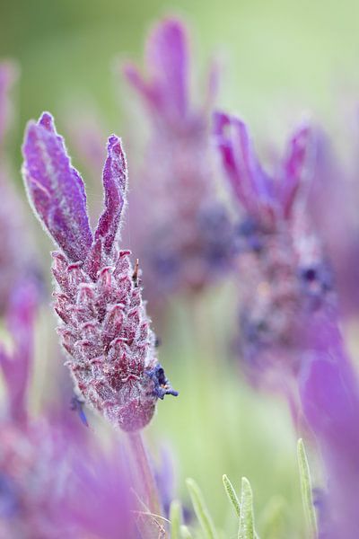 Lavender by Bianca Muntinga