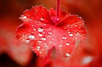 Rood blad met waterdruppels