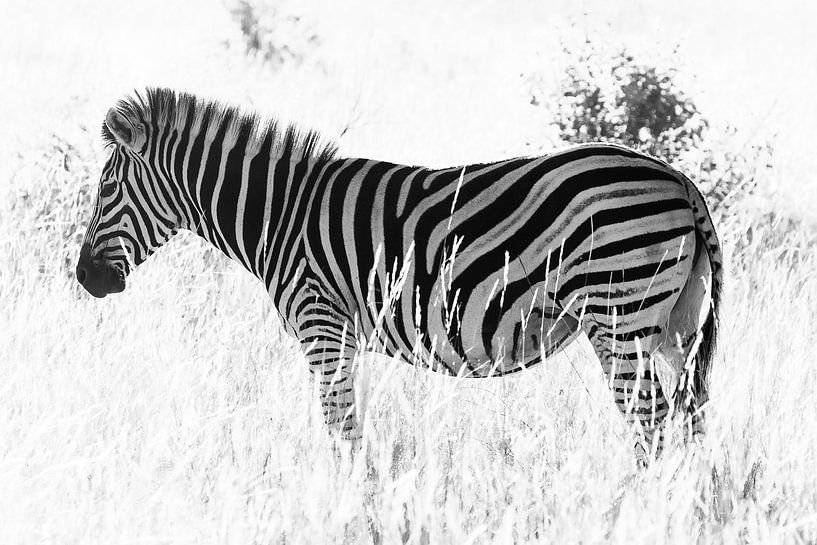 A zebra by Bas Alstadt Fotografie