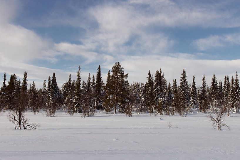 Forest in Swedish Lapland by Lucas Planting