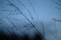 Grasses on a cold autumn day