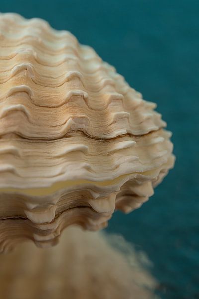Warme Urlaubsstimmung: Eine beigefarbene Muschel mit petrolfarbenem Hintergrund von Marjolijn van den Berg