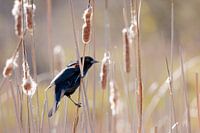 Epaulettenstar (Rotflügelige Amsel) im Schilf