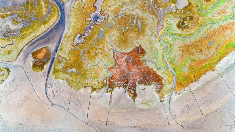 Texel - The hoarse - Red Marsh samphire 05 by Texel360Fotografie Richard Heerschap