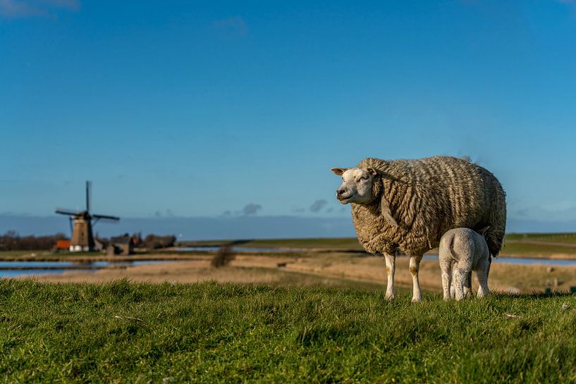 Mère à l'agneau Moulin du Nord Texel par Texel360Fotografie Richard Heerschap