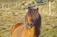 Hippie-Isländer ...