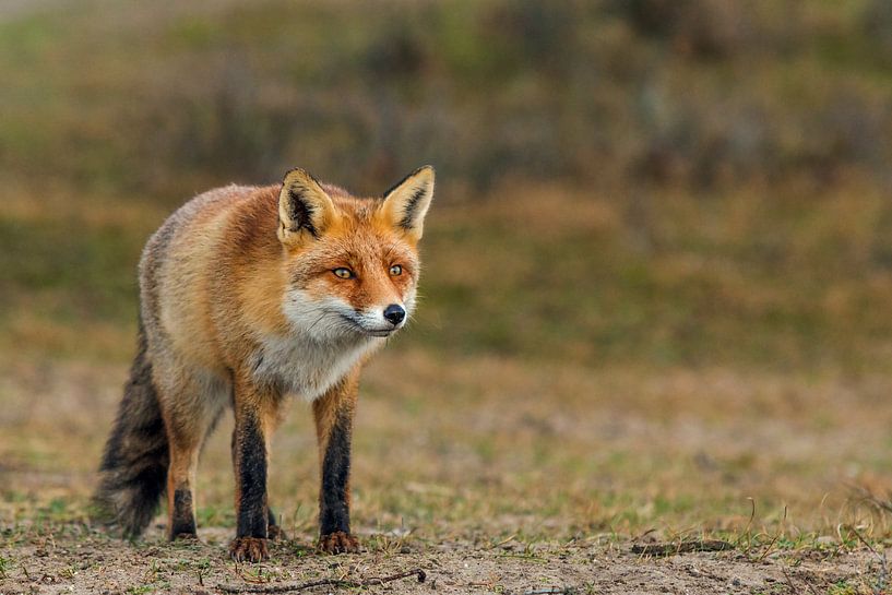 Kijkende vos par Eelke Cooiman
