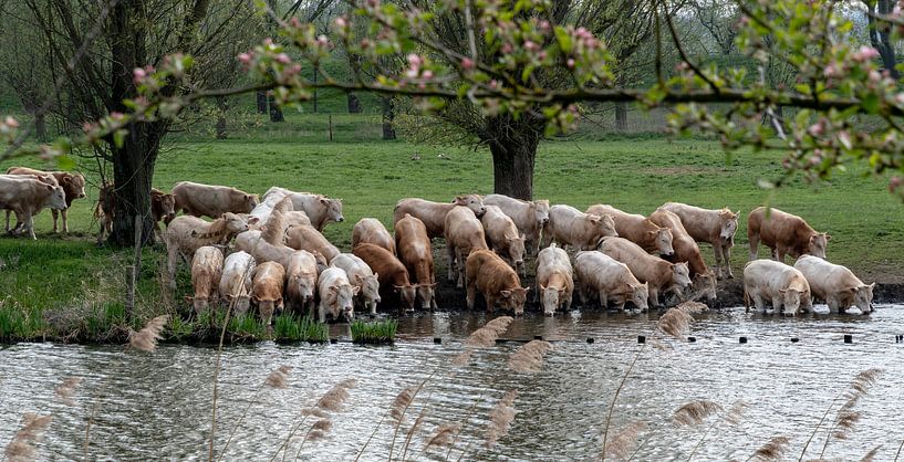 Durstige junge Stiere von Ingrid Aanen