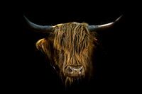 Portrait impressionnant d'un Highlander