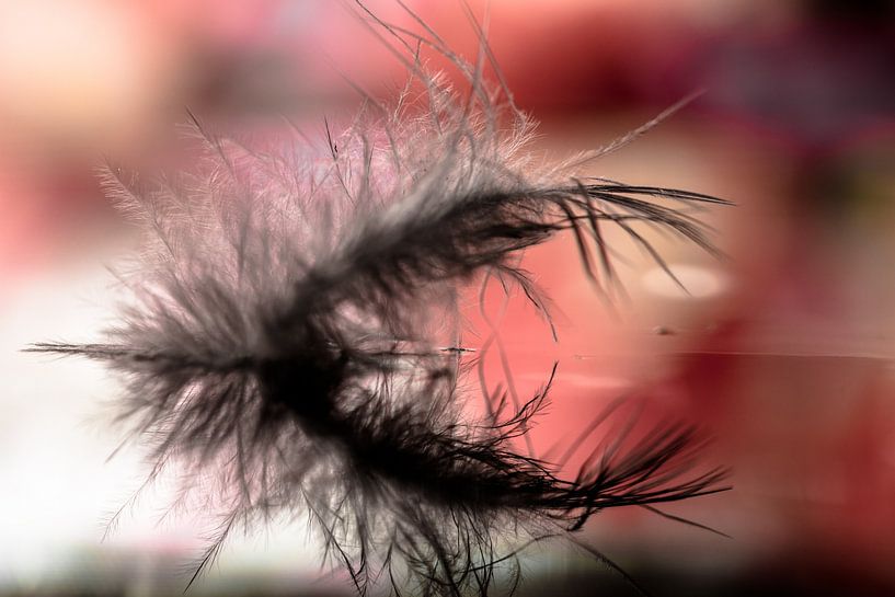 Daunenfedern im Wasser mit Reflexion von Frank Ketelaar