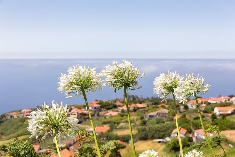 Gruppe der weißen Agapanthus Blumen auf der portugiesischen Dorf an der Küste von Ben Schonewille