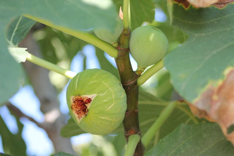 Figue sur un arbre - Grèce par ADLER & Co / Caj Kessler