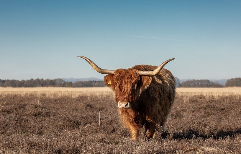 Schottische Highlander-Kuh auf der Heide von KB Design & Photography (Karen Brouwer)