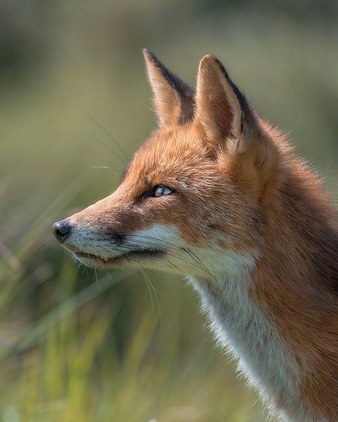 Portrait d'un renard sur fond vert par Leon Brouwer