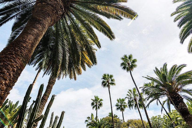 Palm trees Bottom view by Walljar