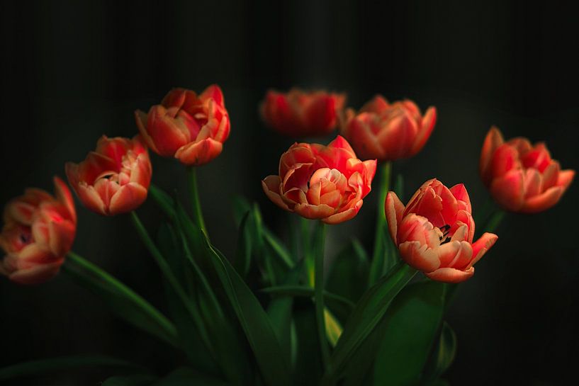 tulips in colour by Pictures by Van Haestregt