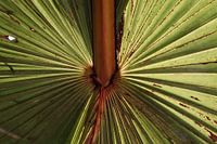 Palm leaf