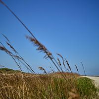 Tallgrass in motion on the Kwade Hoek near Goedereede