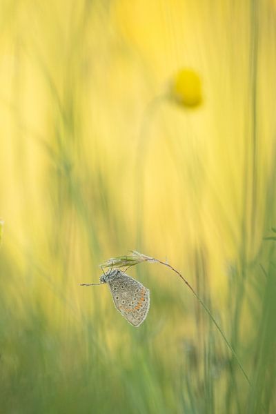 Icarus bleu par Moetwil en van Dijk - Fotografie