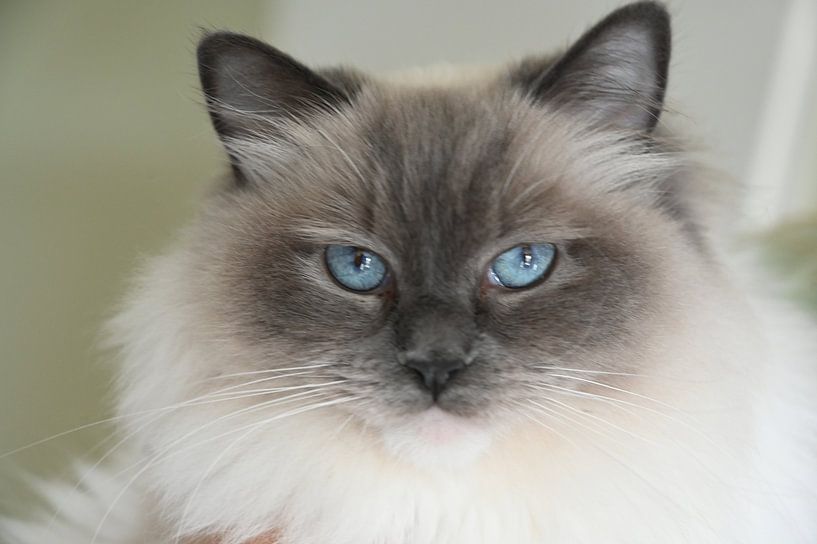 Ragdoll von Martin Baartmans