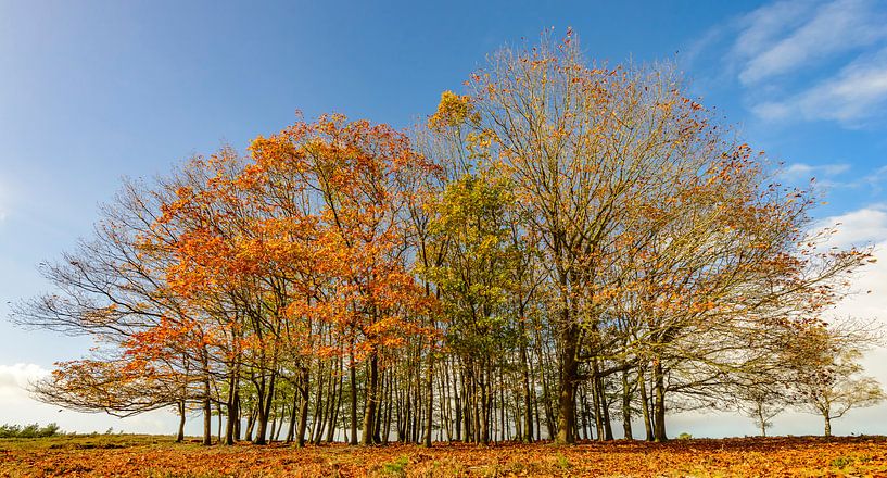 Groupe de hêtres en automne lors d'une belle journée par Sjoerd van der Wal Photographie
