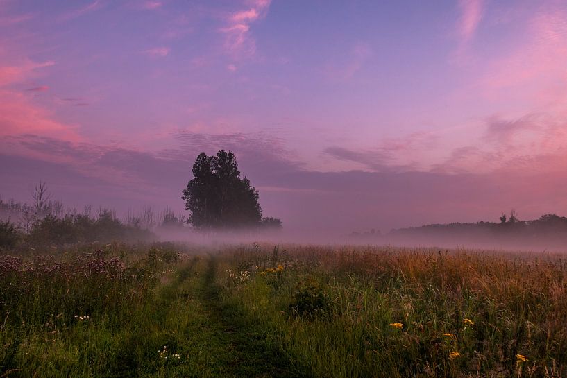 purple tree by Kim Lijnders