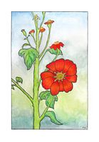 Tithonia, tournesol mexicain