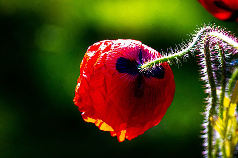 Roter Mohn, Seiten- und Rückansicht, gegen grünen Bokeh-Hintergrund von Anne Ponsen