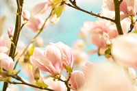 Magnolia blossoms 6