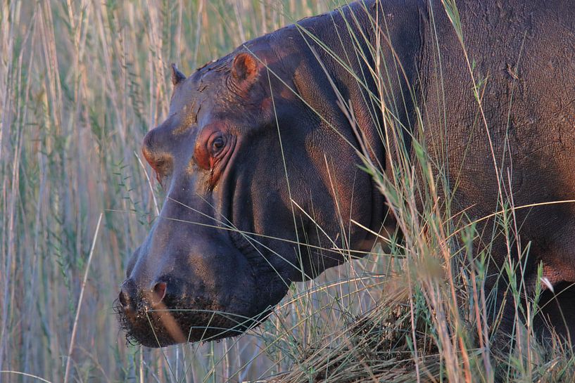 Hippo by Petervanderlecq