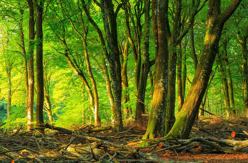 Rold Skov (Dänemark) von Marcel Kerdijk