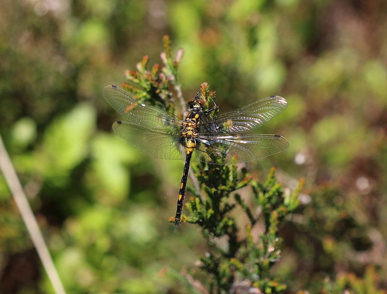 Kleine Moosjungfer von Matthias Brix