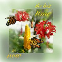 Blüten im Frühling, die Natur zeigt ihre Schönheit