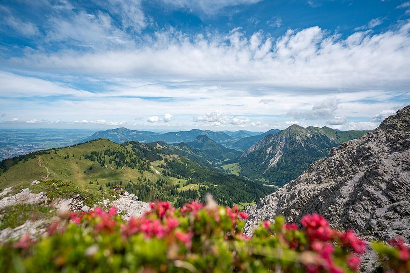 Alpenrosen mit Blick auf Bad Hindelang, Grünten und das Allgäu von Leo Schindzielorz