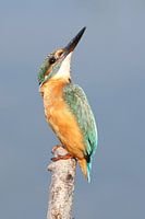IJsvogel / Kingfisher