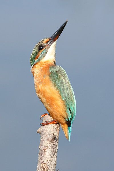 IJsvogel / Kingfisher by Jan Katsman
