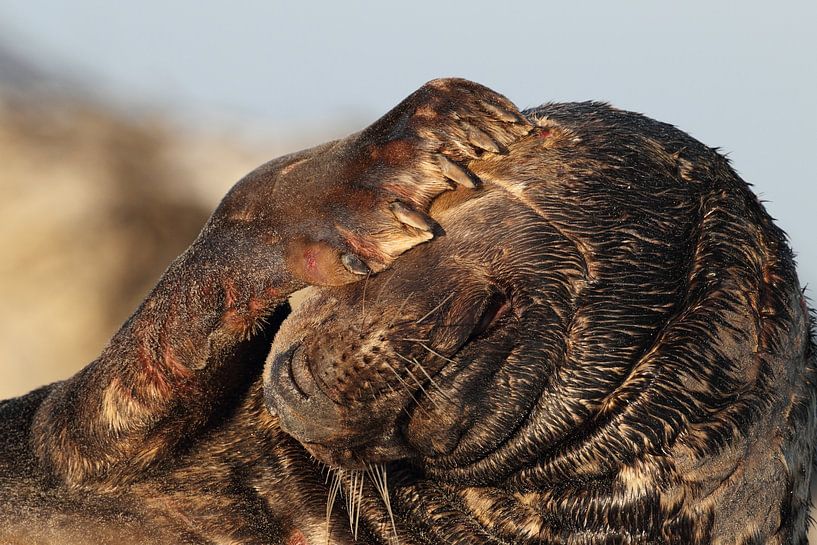 Phoque gris Bull Ile Helgoland Allemagne par Frank Fichtmüller