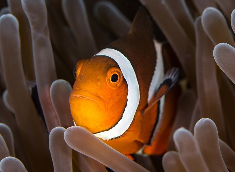 Nemo von Linda Raaphorst