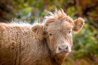 Innocent Scottish Highlander