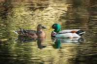 Schwimmende Enten im Teich