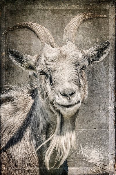 Chèvre par Freddy Hoevers