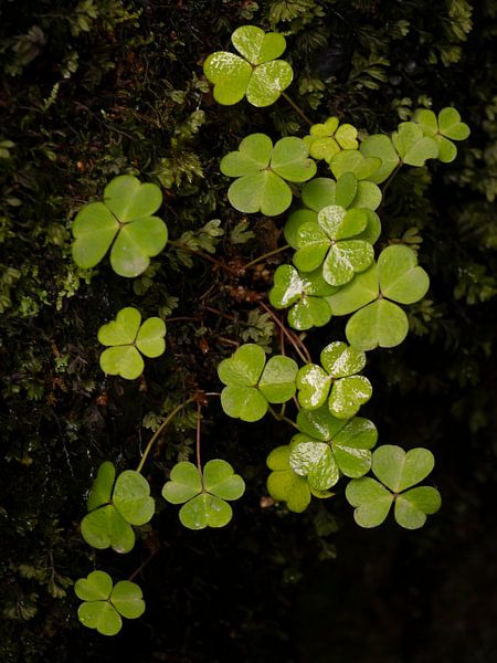 Klee-Sauerklee von Willemijn Wolthaus