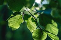 Bladeren in het zonlicht