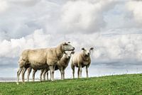 Wie is het schaap met de 5 poten