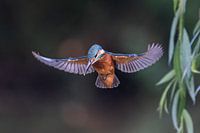 Prier le martin-pêcheur sous une belle lumière