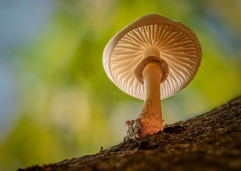 A beautiful mushroom, the beech slime ruffles by Horst Husheer