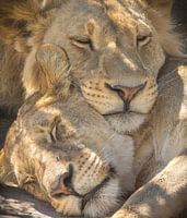 schlafende Löwen