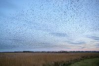 Starling swarm in the evening