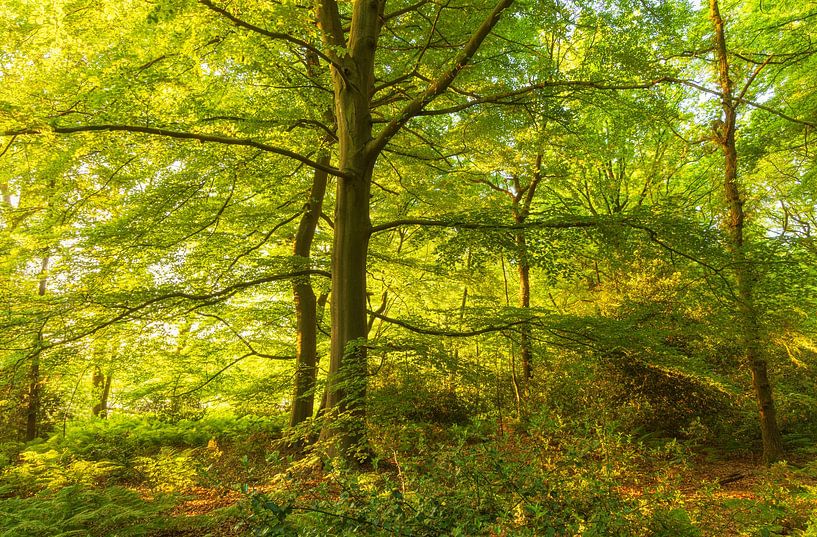 Sunrise Noordlaaderbos (Groningen) Pays-Bas par Marcel Kerdijk
